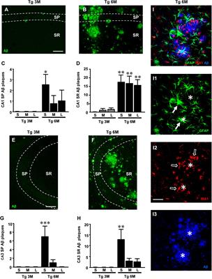 Different Patterns of Neurodegeneration and Glia Activation in CA1 and CA3 Hippocampal Regions of TgCRND8 Mice
